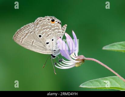 Una vibrante farfalla Cupido (Luthrodes pandava) delle pianure aggraziatamente arroccata sulla cima di un piccolo fiore viola Foto Stock