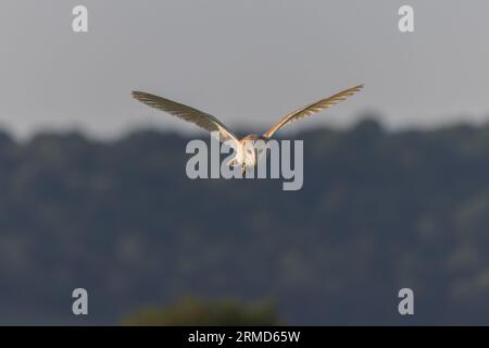 Barn Owl [ Tyto alba ] in volo Foto Stock