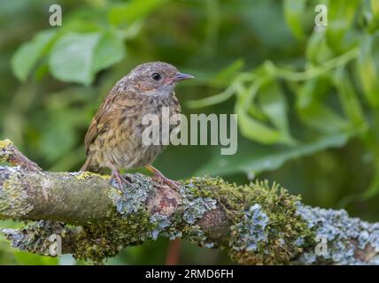 Dunnock [ Prunella modularis ] uccello giovanile su bastone coperto di lichene Foto Stock