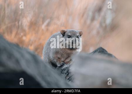 Rock Hyrax, Dassie, Procavia capensis, comune in Sudafrica e Namibia Foto Stock