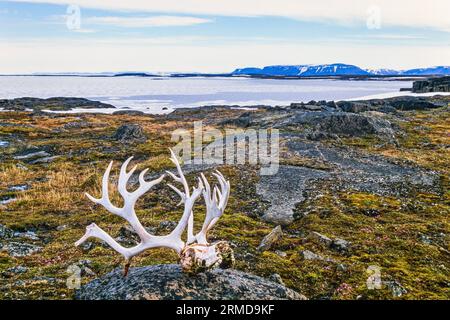 Corna di renne sulla spiaggia delle Svalbard Foto Stock