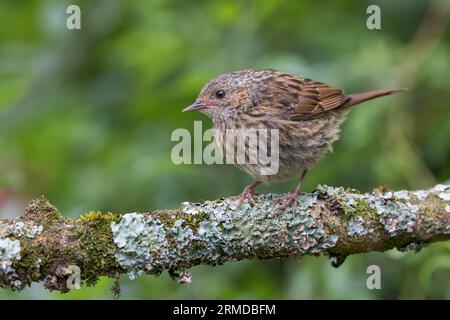 Dunnock [ Prunella modularis ] uccello giovanile su bastone coperto di Lichen Foto Stock