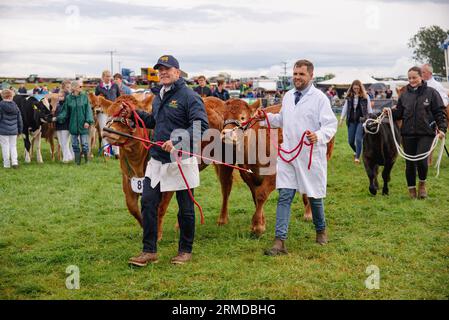 Mucche al Wensleydale Agricultural Show Foto Stock