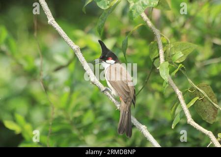 Un bulbul con whisky rosso arroccato su un ramo di albero in cerca di cibo. Foto Stock