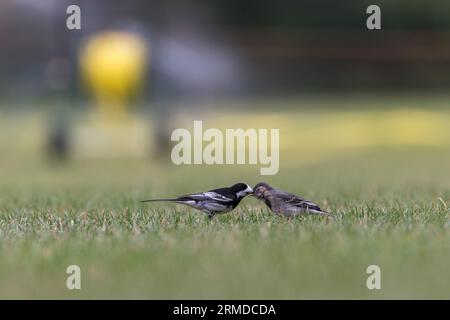 Pied Wagtail [ Motacilla alba ] sul prato che dà da mangiare ai giovani uccelli Foto Stock