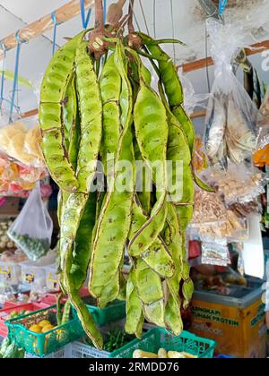 I mazzi di Petai o la parkia speciosa, il Petai o il petai sono arachidi marce, un cibo tradizionale locale in Indonesia. Foto Stock