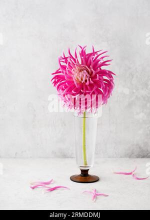 Bellissimo bouquet di cactus rosa, viola e bianco fiore dahlia in vaso di vetro. Stile di vita romantico e minimalista. Copia spazio. Foto Stock