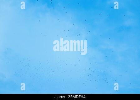 Pipistrelli messicani dalla coda libera che volano sul cielo di Austin al crepuscolo d'estate per sfamarsi Foto Stock