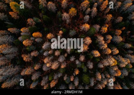 Foto aerea Autunno Auronzo strada per tre Cime, Cortina d Ampezzo Dolomiti Italia Foto Stock