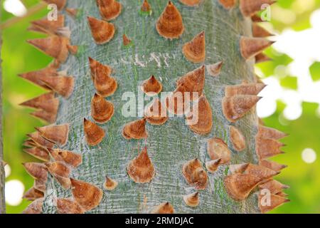 Ceiba corteccia spinosa in un giardino , primo piano della foto Foto Stock