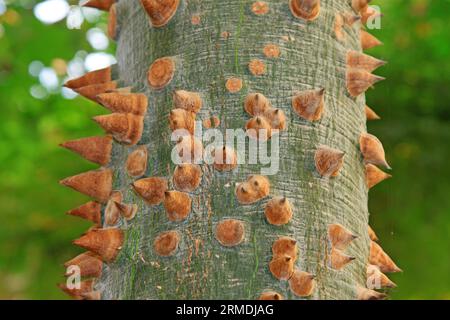 Ceiba corteccia spinosa in un giardino , primo piano della foto Foto Stock