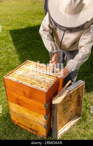 L'apicoltore che lavora raccoglie il miele nel suo apiario. Concetto di apicoltura. Foto Stock