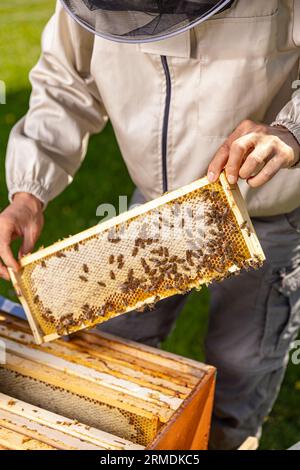 Beekeeper holding a honeycomb full of bees. Foto Stock