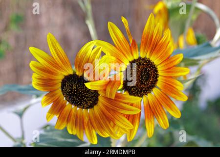 Girasoli non OGM in giardino. Colombiers. Occitanie, Francia Foto Stock