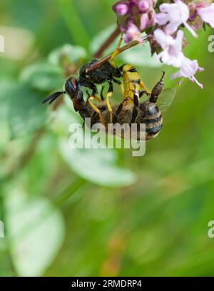 Il BEEWOLF EUROPEO ha attaccato un'ape mellifera che è stordita e portata al nido dove diventa cibo vivo per la larva Foto Stock