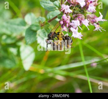 Il BEEWOLF EUROPEO ha attaccato un'ape mellifera che è stordita e portata al nido dove diventa cibo vivo per la larva Foto Stock