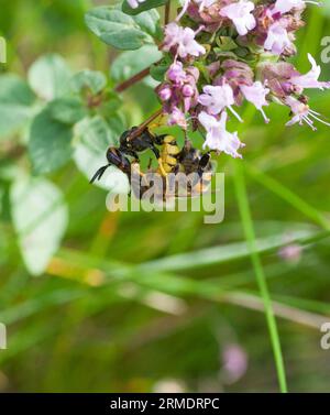 Il BEEWOLF EUROPEO ha attaccato un'ape mellifera che è stordita e portata al nido dove diventa cibo vivo per la larva Foto Stock