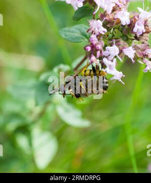 Il BEEWOLF EUROPEO ha attaccato un'ape mellifera che è stordita e portata al nido dove diventa cibo vivo per la larva Foto Stock