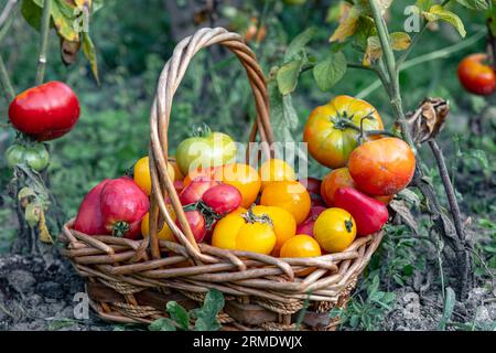 Cestino pieno di pomodori vicino alle piante di pomodoro. Foto Stock