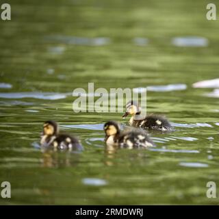 Mallard anatroccoli Foto Stock