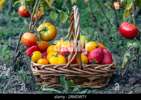 Cestino pieno di pomodori vicino alle piante di pomodoro. Foto Stock