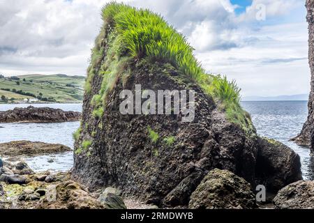 Probable Sweet Flag (Acorus Calamus) on Rocks di Cushendun Caves, Cushendun, Antrim, Irlanda del Nord, Regno Unito - utilizzato come sfondo nella serie TV Game of Foto Stock