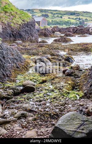 Cushendun Caves, Cushendun, Antrim, Irlanda del Nord, Regno Unito - utilizzato come sfondo nella serie TV Game of Thrones. Foto Stock