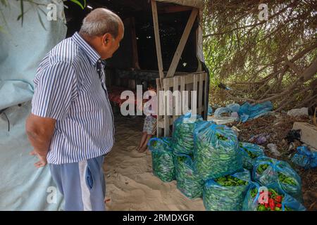 Beit Lahiya, Palestina. 28 agosto 2023. Lavoratori palestinesi raccolgono piante di pepe in una fattoria a Beit Lahiya nella Striscia di Gaza settentrionale, il 28 agosto 2023. Foto di Habboub Ramez/ABACAPRESS.COM credito: Abaca Press/Alamy Live News Foto Stock