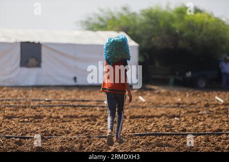 Beit Lahiya, Palestina. 28 agosto 2023. Lavoratori palestinesi raccolgono piante di pepe in una fattoria a Beit Lahiya nella Striscia di Gaza settentrionale, il 28 agosto 2023. Foto di Habboub Ramez/ABACAPRESS.COM credito: Abaca Press/Alamy Live News Foto Stock