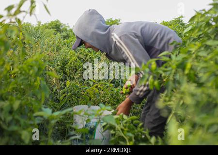 Beit Lahiya, Palestina. 28 agosto 2023. Lavoratori palestinesi raccolgono piante di pepe in una fattoria a Beit Lahiya nella Striscia di Gaza settentrionale, il 28 agosto 2023. Foto di Habboub Ramez/ABACAPRESS.COM credito: Abaca Press/Alamy Live News Foto Stock
