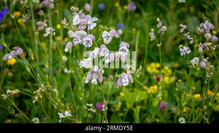 I bellissimi fiori del vulgaris silene, noto anche come campion vescicale o campion, foto scattata nelle montagne dei Vosgi francesi Foto Stock