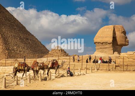 Cammelli in un recinto vicino alla grande Sfinge di Giza Foto Stock