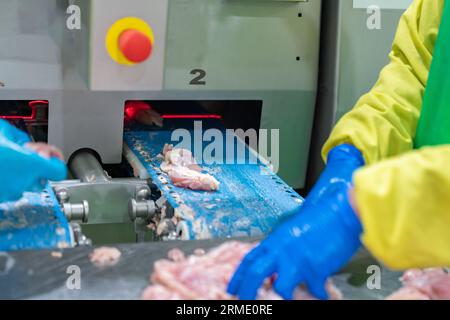 Carne di pollo sul trasportatore per automatizzare la macchina di taglio delle dimensioni nella linea di produzione. Foto Stock