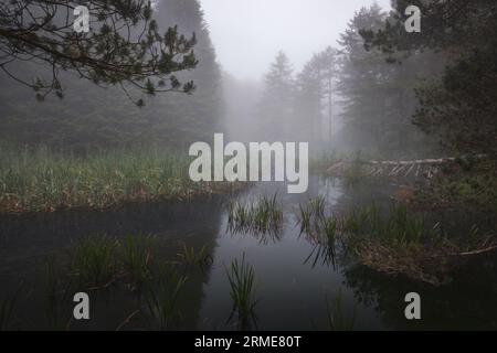 Nebbia sul fiume al mattino nel Parco naturale della Sierra Entzia, Alava Foto Stock