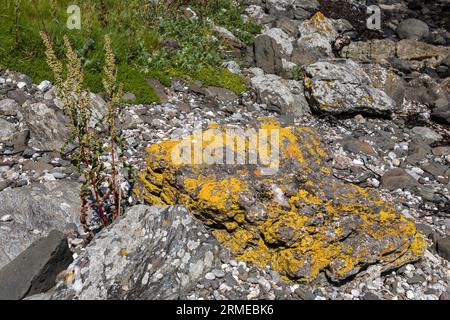 Dock, Rocks and Common Orange lichen, Xanthoria parietina, Murlough Bay, Irlanda del Nord, Regno Unito Foto Stock