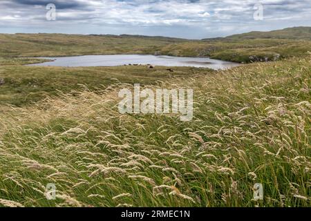 Lough na Cranagh, fattoria e fattoria, Fairhead Cliffs, Irlanda del Nord, Regno Unito Foto Stock