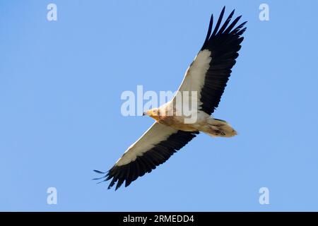 Avvoltoio egiziano (Neophron percnopterus), adulto in volo visto dal basso, Basilicata, Italia Foto Stock