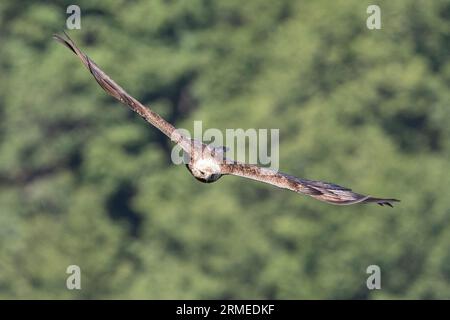 Golden Eagle (Aquila chrysaetos), vista frontale di un adulto in volo, Campania, Italia Foto Stock