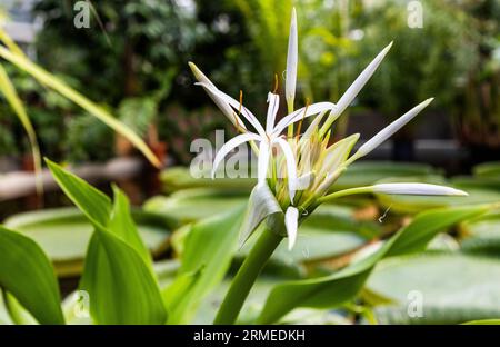 Il Giardino Botanico dell'Università di Uppsala (in svedese: Botaniska trädgården), vicino al Castello di Uppsala, è il principale giardino botanico appartenente all'Università di Uppsala. Nella foto: Crinum asiaticum, comunemente noto come bulbo velenoso, giglio crinum gigante, giglio crinum grande, o giglio ragno, nella serra tropicale. Foto Stock
