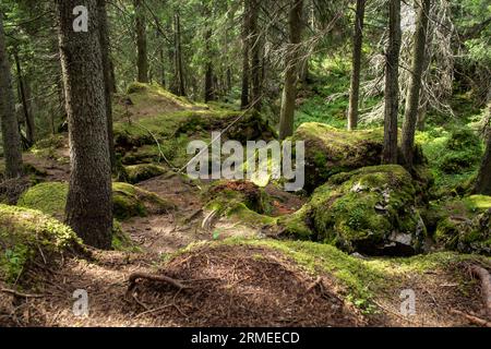 una vecchia foresta di abeti al sole estivo con muschio verde Foto Stock