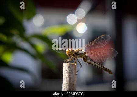 Una vibrante libellula arroccata su un bastone di legno in un ambiente all'aperto Foto Stock