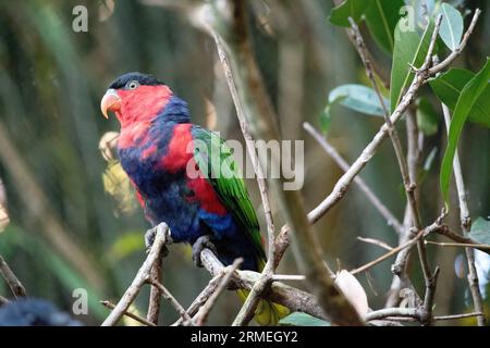 il lory con cappuccio nero ha ali verdi, testa rossa e parte superiore del corpo, un cappuccio nero e gambe e pancia blu. Foto Stock