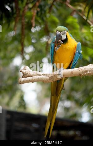 Le piume posteriori e superiori della coda del macaw blu e oro sono blu brillante; la parte inferiore della coda è giallo oliva. Le piume della fronte sono verdi Foto Stock