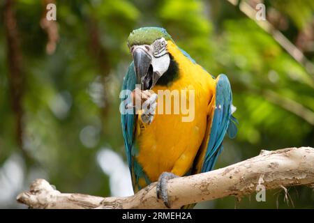 Le piume posteriori e superiori della coda del macaw blu e oro sono blu brillante; la parte inferiore della coda è giallo oliva. Le piume della fronte sono verdi Foto Stock