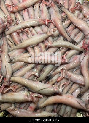 Pesce d'anatra di Bombay nel mercato del pesce. Questa foto è stata scattata dal Bangladesh. Foto Stock