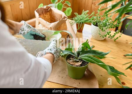 Mani di donna repotting felce Staghorn (Platycerium bifurcatum), versando terreno per la pianta nel vaso, prendersi cura delle piante e dei fiori domestici. Giardino della casa Foto Stock