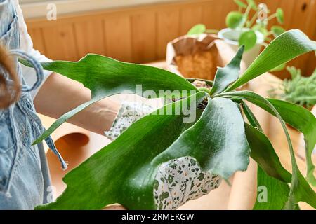 Donna repotting Staghorn feln (Platycerium bifurcatum), prendersi cura di piante e fiori domestici. Giardinaggio domestico. Foto Stock