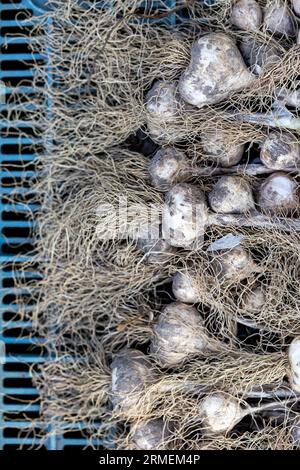 L'aglio biologico viene essiccato dopo la raccolta. Aglio come fonte di salute nella medicina popolare naturale Foto Stock