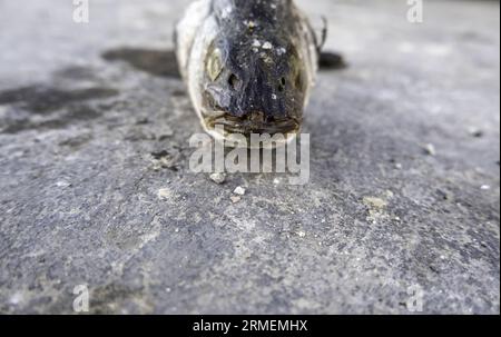 Dettaglio del pesce viziato nella spazzatura Foto Stock