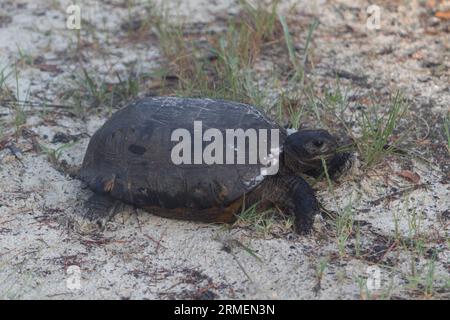 Una tartaruga gopher (Gopherus polyphemus) riposa nella sabbia Foto Stock